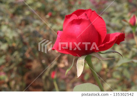 rose on tree in farm for sell 135302542