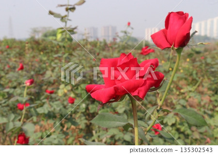 rose on tree in farm for sell 135302543