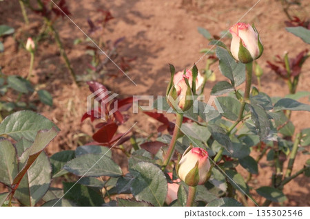 rose on tree in farm for sell rose on tree in farm for sell 135302546