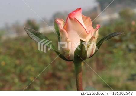 rose on tree in farm for sell rose on tree in farm for sell 135302548