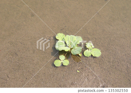water lettuce leaf plant on pot water lettuce leaf plant on pot 135302550