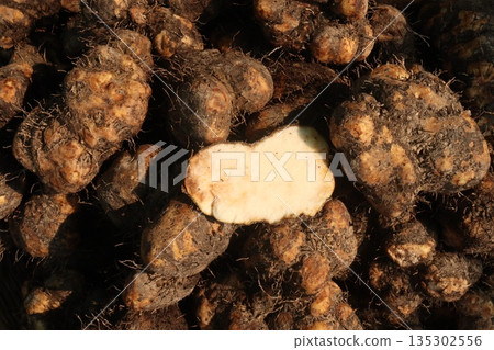 Taro root stock on shop for sell are cash crops Taro root stock on shop for sell are cash crops 135302556