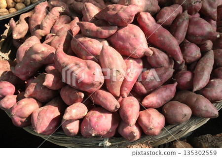 Sweet Potato Ipomoea batatas on shop for sell 135302559