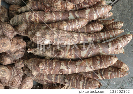 Taro root stock on shop for sell are cash crops Taro root stock on shop for sell are cash crops 135302562