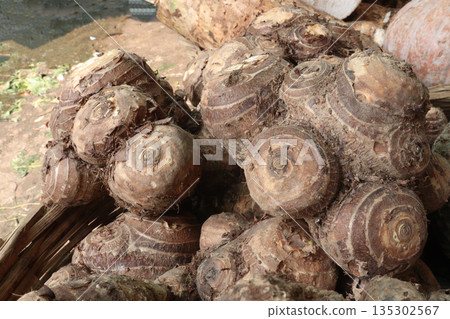 Taro root stock on shop for sell are cash crops 135302567