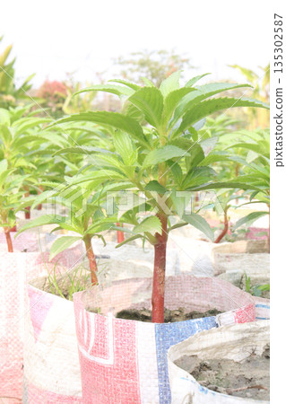 Impatiens balsamina flower plant on bag 135302587