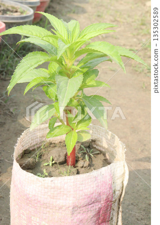 Impatiens balsamina flower plant on bag Impatiens balsamina flower plant on bag 135302589