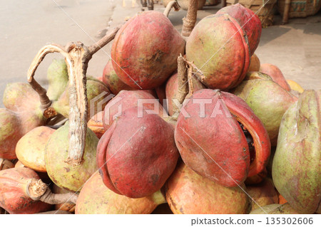 Sterculia foetida on shop for sell 135302606