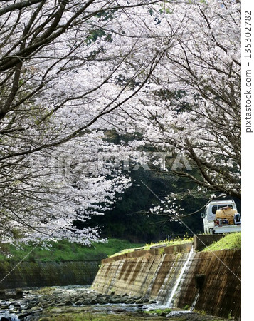 里山櫻花 里山櫻花 135302782