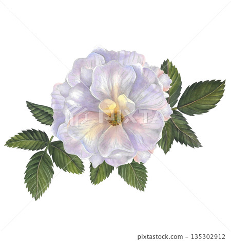 Watercolor illustration of rose hip flower with leaves, isolated composition on white background, hand drawn. For printing on fabric, tableware, packaging 135302912