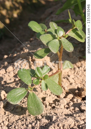 Moss rose purslane flower plant on nursery 135303046