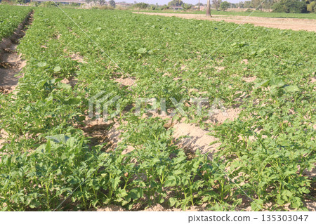 Potato plant on farm for harvest 135303047