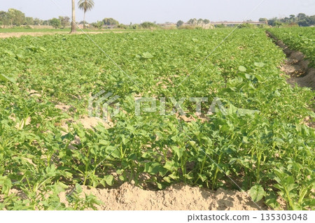Potato plant on farm for harvest 135303048