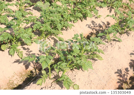 Potato plant on farm for harvest 135303049
