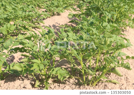 Potato plant on farm for harvest 135303050