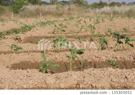 Potato plant on farm for harvest Potato plant on farm for harvest 135303052