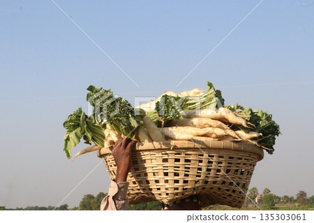 radish stock on basket in farm 135303061