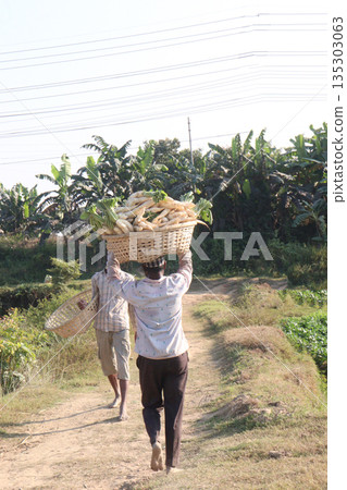 radish stock on basket in farm 135303063