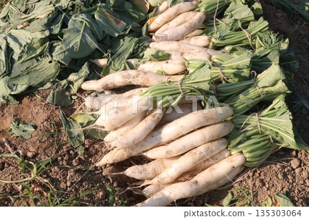 radish stock on farm for harvest 135303064