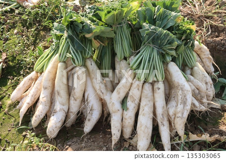 radish stock on farm for harvest 135303065