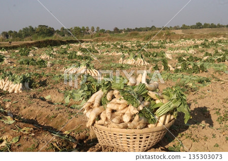 radish stock on basket in farm radish stock on basket in farm 135303073