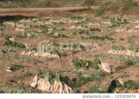 radish stock on farm for harvest radish stock on farm for harvest 135303074