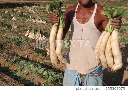 radish stock on farm for harvest radish stock on farm for harvest 135303075