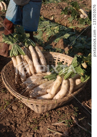 radish stock on basket in farm radish stock on basket in farm 135303076