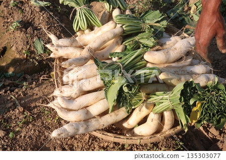 radish stock on basket in farm 135303077