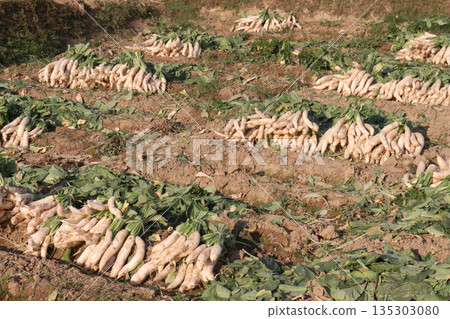 radish stock on farm for harvest radish stock on farm for harvest 135303080
