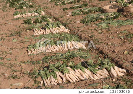 radish stock on farm for harvest radish stock on farm for harvest 135303086