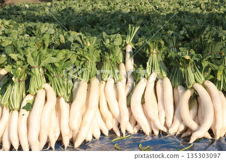 radish stock on farm for harvest radish stock on farm for harvest 135303097