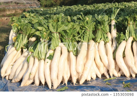 radish stock on farm for harvest 135303098
