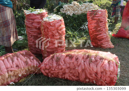 radish stock on net bag in farm radish stock on net bag in farm 135303099