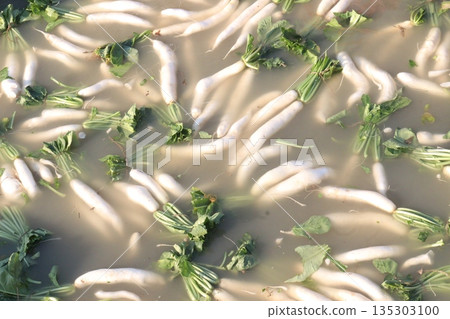 radish stock on farm in water for wash and harvest radish stock on farm in water for wash and harvest 135303100