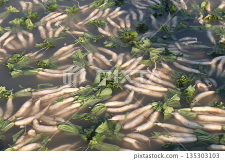 radish stock on farm in water for wash and harvest radish stock on farm in water for wash and harvest 135303103