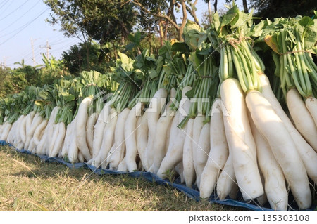 radish stock on farm for harvest radish stock on farm for harvest 135303108