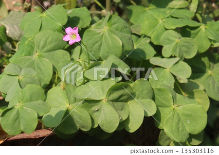Wood sorrels flower, medicinal plant on nursery 135303116