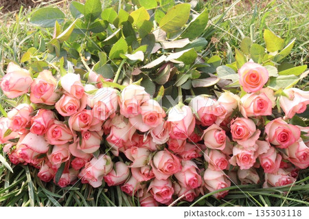 rose stock on farm for sell rose stock on farm for sell 135303118