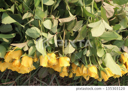 rose stock on farm for sell 135303120