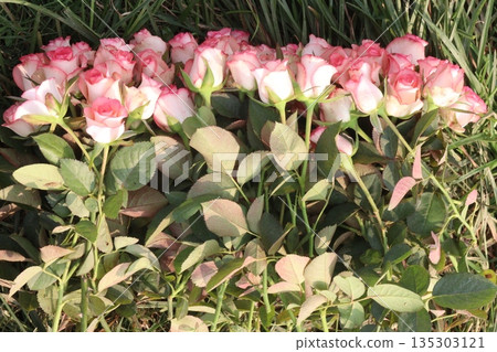 rose stock on farm for sell 135303121