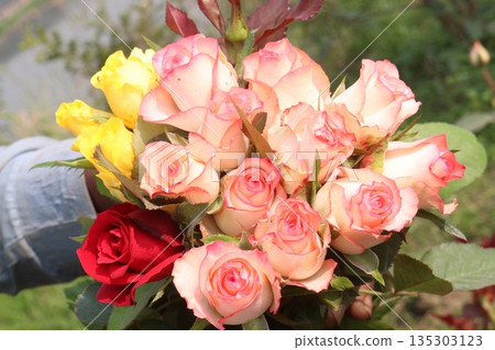 rose stock on farm for sell rose stock on farm for sell 135303123