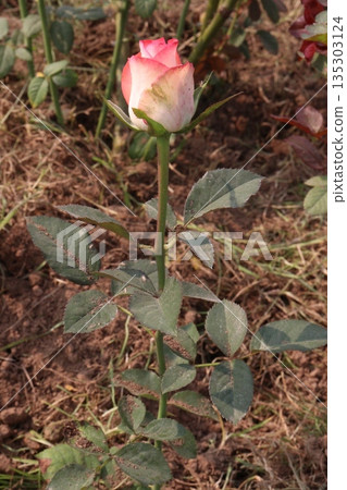 rose on tree in farm for sell rose on tree in farm for sell 135303124