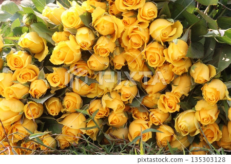 rose stock on farm for sell 135303128