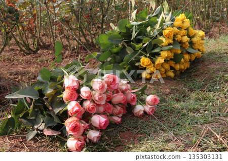 rose stock on farm for sell 135303131