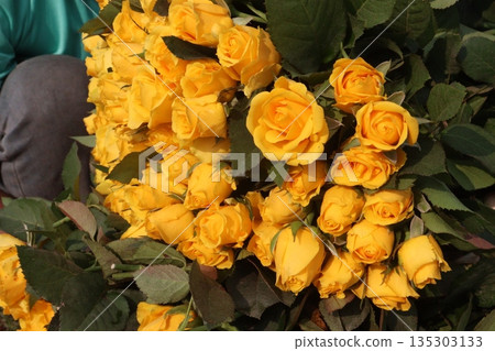 rose stock on farm for sell rose stock on farm for sell 135303133