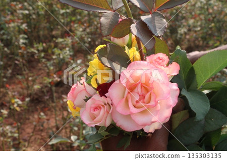 rose stock on farm for sell 135303135