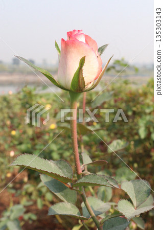 rose on tree in farm for sell rose on tree in farm for sell 135303143