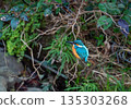 一隻翠鳥棲息在樹枝上尋找食物 135303268
