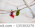 一隻日本繡眼鳥倒掛著吃柿子 135303270